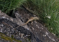 Eutropis longicaudata