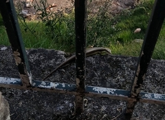 Eutropis longicaudata