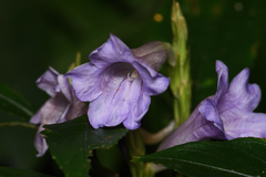 Strobilanthes longespicatus