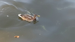 Anas platyrhynchos