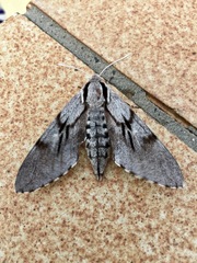 Sphinx maurorum