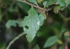Stigmella plagicolella