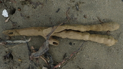 Callyspongia annulata