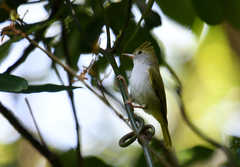 Erpornis zantholeuca