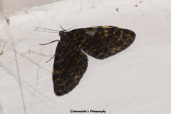 Arichanna flavinigra