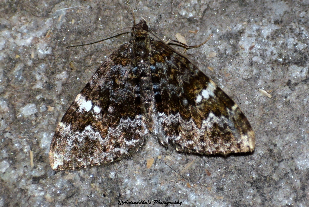 Photoscotosia amplicata