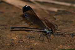 Psolodesmus mandarinus dorothea