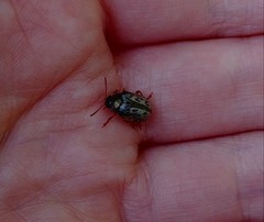 Calligrapha suturella