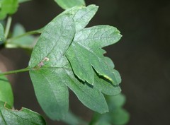 Bucculatrix bechsteinella