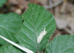 Coptotriche marginea