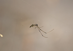 Argyrodes rainbowi