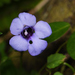 Torenia concolor - Photo (c) Liu JimFood,  זכויות יוצרים חלקיות (CC BY-NC), הועלה על ידי Liu JimFood