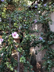 Hibiscus syriacus