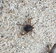 Hyalomma
