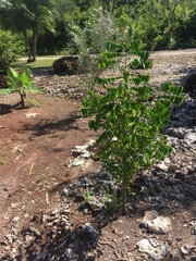 Averrhoa carambola