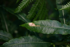 Mompha raschkiella