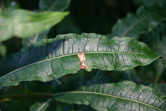 Mompha raschkiella