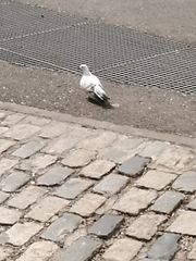 Columba livia domestica