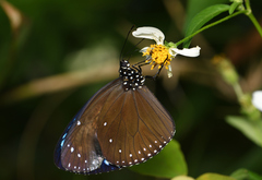 Euploea eunice hobsoni