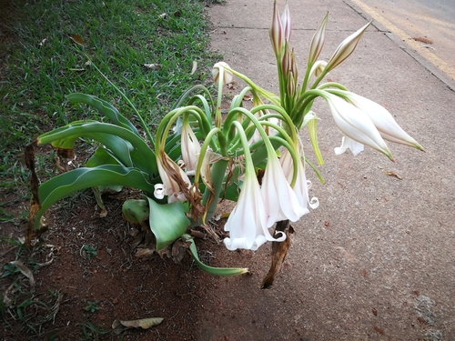 Crinum image