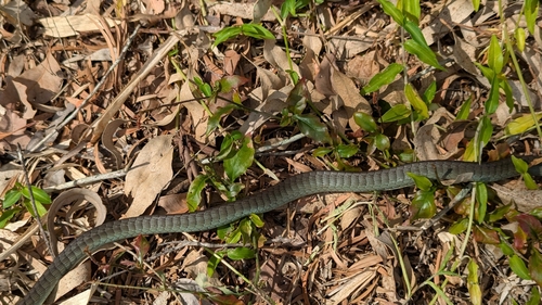 Common Tree Snake sighting
