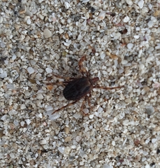 Hyalomma