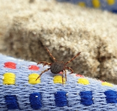 Hyalomma