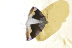 Anonychia lativitta