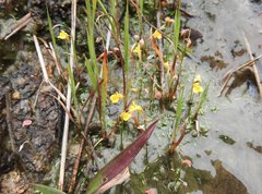 Utricularia bifida