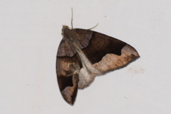 Anonychia lativitta