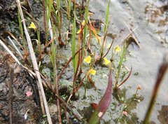Utricularia bifida