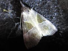 Hypena trigonalis