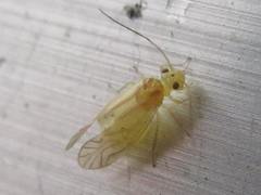 Amphipsocidae