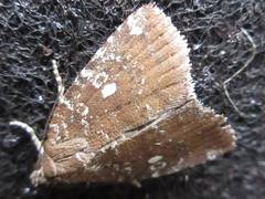 Amyna stellata
