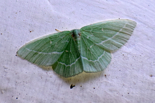 Cymaria