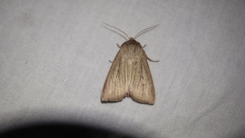 Mythimna pudorina