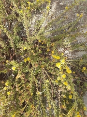 Limbarda crithmoides longifolia