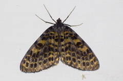 Arichanna flavinigra