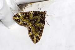 Eustroma chalcoptera