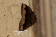 Anonychia lativitta