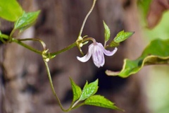 Clematis ranunculoides