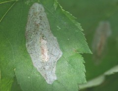 Phyllonorycter corylifoliella