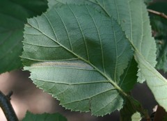 Phyllonorycter nicellii