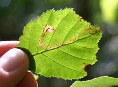 Stigmella floslactella