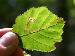 Stigmella floslactella