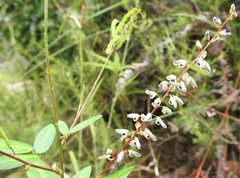Grona heterocarpos angustifolia