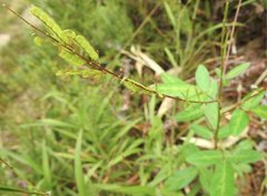 Grona heterocarpos angustifolia