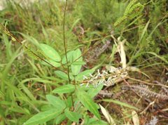 Grona heterocarpos angustifolia