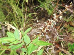 Grona heterocarpos angustifolia