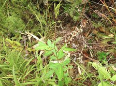 Grona heterocarpos angustifolia